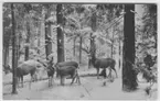 '5 st hjortar bland snöklädda granar. Text på baksidan: ''Group of rocky mountain mule deer.'' Vinterlandskap. ::  :: Ingår i serie med fotonr. 2915-2929, se även fotonr 2914:2.'