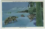 'Vy med 3 st vargar i närbild spårande i snön. Vinterlandskap. Text på baksidan: ''Timber wolf group. The wolves shown are of the species found throughout the west and northwest. They gather in small bands, usually five or six, to hunt and kill deer, elk, moose, rabbits, sheep and other animals.'' ::  :: Ingår i serie med fotonr. 2941-2954. Se även serie med fotonr. 2930-2940 med vykort delvis samma motiv, icke kolorerade.'