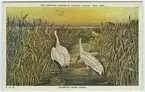 '3 tranor i vatten invid vass. Artern nästan utrotad, har inte häckat i U.S.A. sedan 1894. Text på baksidan: ''Whooping crane. This bird is now nearly extinct. It has not been known to nest in the United States since 1894. The few remaining speciments breed in the interior of British Columbia.'' ::  :: Ingår i serie med fotonr. 2941-2954. Se även serie med fotonr. 2930-2940 med vykort delvis samma motiv, icke kolorerade.motiv.'