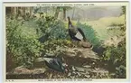 '2 kalkoner, hane och hona, med ungar. Text på baksidan: ''Wild turkeys in the mountains of West Virginia. Egg-shells may be seen in the nest beneath the log. The protectively colored young birds are on the ground at the right of the female.'' ::  :: Ingår i serie med fotonr. 2941-2954. Se även serie med fotonr. 2930-2940 med vykort delvis samma motiv, icke kolorerade.'