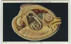 'Mussla i genomskärning. Musslas anatomi. Text på baksidan: ''Anatomy of a clam. The model is about seven times natural size, and clearly shows the dirrerent parts of the animal.'' ::  :: Ingår i serie med fotonr. 2941-2954. Se även serie med fotonr. 2930-2940 med vykort delvis samma motiv, icke kolorerade.'