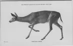 'Hjort i närbild. Text på baksidan: ''Virginia deer. ''Best known of our wild, hoofed animals. Ranges in nearly every state in the union. Most abundant in New York, Maine and Vermont.'' ::  :: Ingår i serie med fotonr. 2941-2954. Se även serie med fotonr. 2930-2940.'