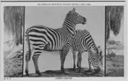 '2 monterade zebror. Text på baksidan: ''Zebra group. Specimens secured in Brittish East Africa. One of the most beautiful of animals, also one of the wildest.'' ::  :: Ingår i serie med fotonr. 2941-2954. Se även serie med fotonr. 2930-2940.'