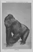 'Gorilla fångad under Akeley afrikanska expedition. Text på baksidan: ''Gorilla from Mount Karisimbi, Central Africa, collected and mounted by Carl E. Akeley of the Akeley African Expedition.'' ::  :: Ingår i serie med fotonr. 2941-2954. Se även serie med fotonr. 2930-2940.'