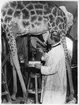 'Giraff, hona under monteringsarbetet. Konservator David Sjölander under arbetet med monteringen av giraffen. I färd med att sätta på skinnet. Miniatyrmodell av giraffen synlig i bakgrunden. Gen.kat.nr. 1931-5430. ::  :: Ingår i serie med fotonr. 2969-2974. Står i däggdjurssalen på Göteborgs Naturhistoriska museum (2007-06-18).'