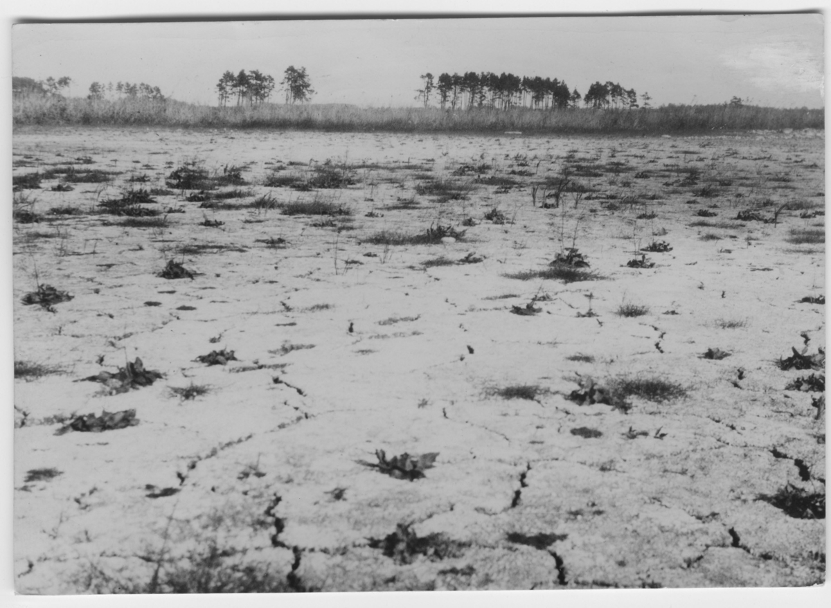 'Vy över Tåkerns sjöbotten som håller på att torka ut år 1933. :: Vykort till Leonard Axel Jägerskiöld. Text: ''Stockholm den 24/10 1933. Högt värderade Broder! Mottag mitt bästa tack för ditt intressanta arbete över Göteborgs Museums hundraårsjubileum, som kom ganska överraskande, då jag ej hört något om saken, och som var roligt  att läsa. Jag sänder samtidigt en liten bild från Tåkern, som nu håller på att torka ut, som bilden visar, där växa ännu spridd Alisma och Typha, jämte gräs m.m. från strandområdet. Med hälsning tillgivne vännen Nils Odhner.'''