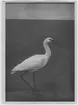 'Skedstork, juvenil hane, sedd från sidan. Fynddatum: 1930-11-09. ::  :: Monatget finns utställt  i monterskåp nr. 270 i fågelgången på Göteborgs Naturhistoriska Museum (2008-02-06). ::  :: Bilden med i Göteborgs Naturhistoriska Museums Årstryck 1931 s. 20.'