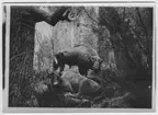 'Visenter, 2 stycken  i skog. ::  :: Ingår i en serie fotonr. 3096-3108 med 12 st fotografier av dioramorna i Zoologiska museet i Berlin och fotonr. 3109-3120 med 12 st fotografier av dioramorna i Hermann-Roemer-museet, Hildesheim.'