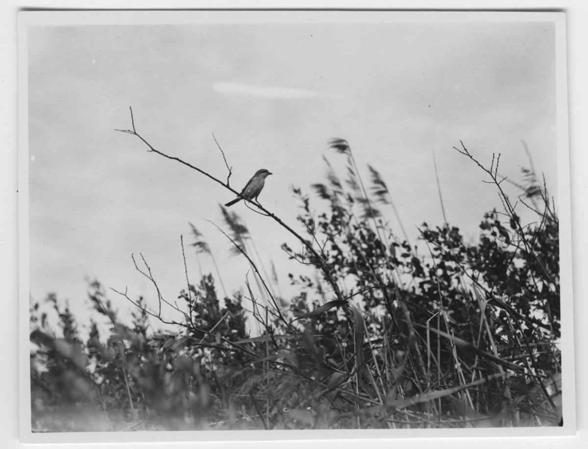 'Vy med törnskata sittande på gren, hona. Bland vassvegetation. ::  :: Ingår i serie med fotonr. 3290-3307.'