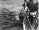 'Naturhistoriska muséets Skagerackexpedition med båten Skandia sommaren 1934: ::  :: 3 personer vid relingen på båten Skandia, iakttar ''Stora ringen'' hängande vid vattenytan. Säcken. ::  :: Ingår i serie med fotonr. 3309-3317.'