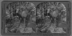 '3 monterade älgar. ::  :: ''15173 - The proud old Moose, forestry fish and game building, Louisiana purchase exposition, St. Louis, Mo., U.S.A.''. ::  :: Ingår i serie med fotonr. 315-422.'