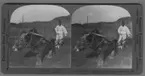 'Oxe spänd för plog. Närbild. ::  :: ''14081 - Plowing scene near Seoul - Korean farmer in his white costume, Korea.'' ::  :: Ingår i serie med fotonr. 315-422.'