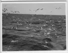 '''Skageraks''expedition 6-10 juni 1939: ::  :: Fågelmoln över vatten. ::  :: Ingår i serie 4101:1-8.'