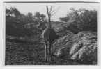 'Kronhjort sedd bakifrån, utan horn. Vy med berghällar. ::  :: Ingår i serie med fotonr. 4159:1-7 samt 4160:1-5.'