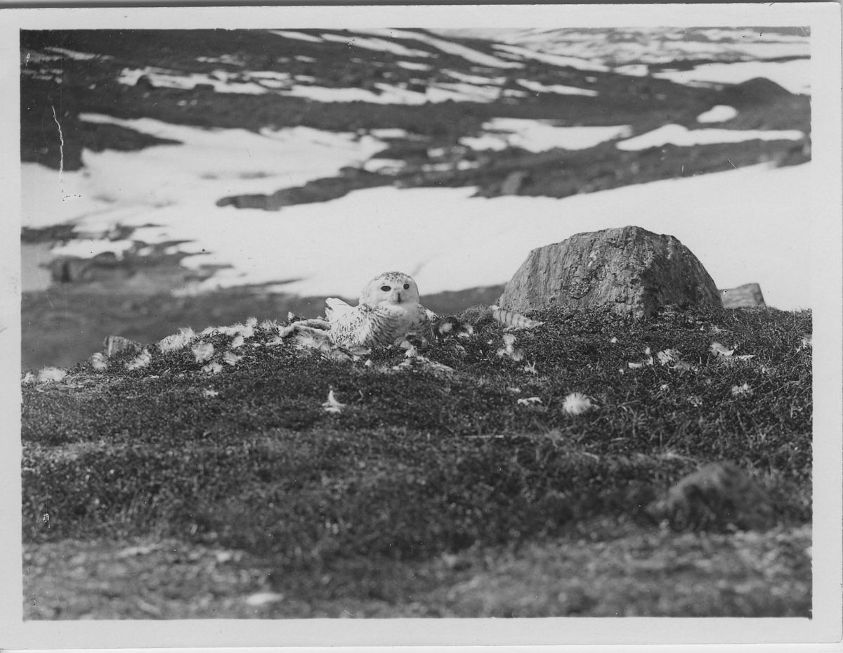 'Fjälluggla ligger på boet intill stenblock. På marken fjädrar och i fonden delvis snöklädd mark. ::  :: Ingår i serie med fotonr. 4169:1-13. ::  :: Ingår i seie med fotonr. 4167-4175.'