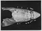 'Snitt genom huvud och gälar hos pigghaj. Organens delar utsatta: b,rm, spr, mitt, mell, fr., gspr, g, b.g, fr.bg., ö.r., ö.sn., ö, lu samt lg. Fynddatum: 1913-00-00. ::  :: Ingår i serie med fotonr. 4177-4184.'