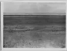 'Bilder från Hornborgasjön från: R. Söderberg: '' Hornborgasjön och dess fornsjöområde'' Del I 1932. ::  :: Vy över såväl strand som sjö. Bälte av vass och dungar av säv är synliga i vattnet. Sjösänkning. ::  :: Ingår i serie med fotonr. 4245:1-35.'