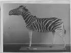 'Zebra, monterad, sedd från sidan. ::  :: Zebra. Ma.ex. 472. Coll.an. 4614. Fyndplats: Natal, Umfolosifloden. Död i fångenskap i Göteborg, sannorlikt 1892. ::  :: Ingår i serie med fotonr. 4450-4452.'