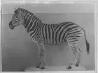 'Chapmanzebra, monterad, sedd från sidan. Monterad av David Sjölander. ::  :: (Chapman)zebra. Ma.ex. 699. Coll.an. 4614. Fynddatum: 1905-08-19. Fyndplats: Sydafrika, Natal, Umfolosifloden. Monterad av David Sjölander. ::  :: Zebran finns utställd i däggdjurssalen i monterskåp nr 31 på Göteborgs Naturhistoriska Museum (2007-10-31). ::  :: Ingår i serie med fotonr. 4450-4452.'