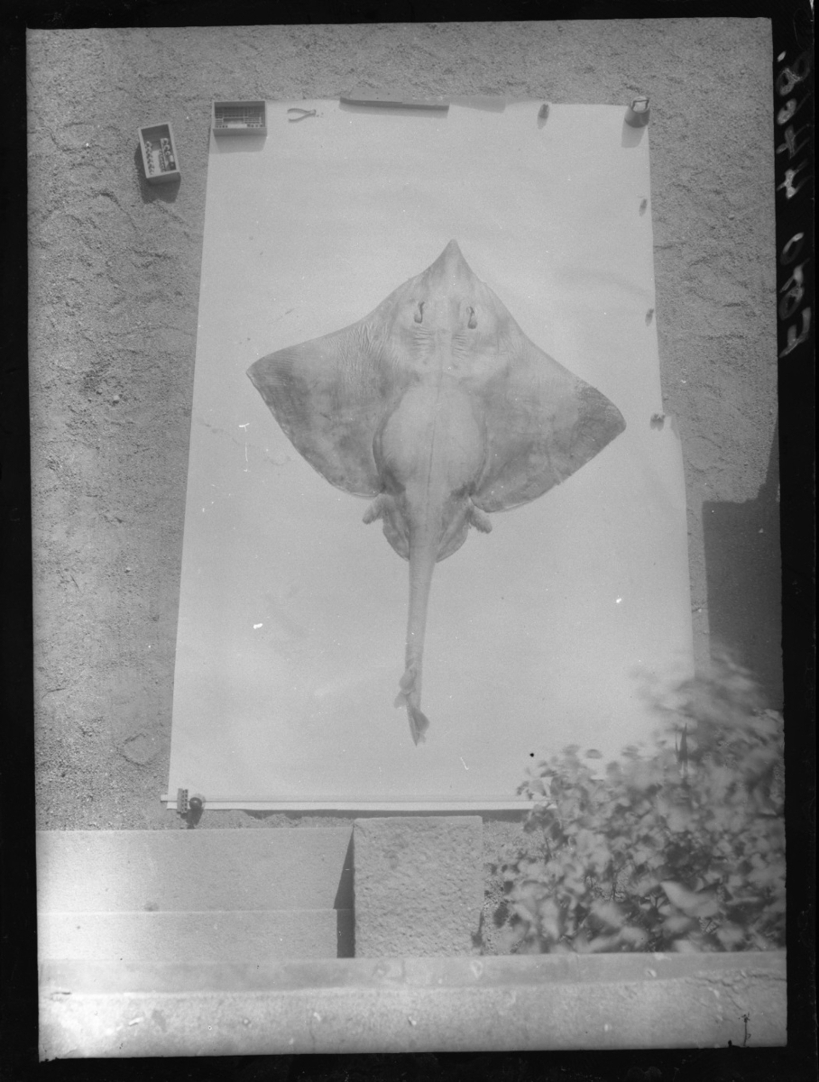 'Slätrocka, hona.  Ryggsidan fotograferad liggande på duk, fotograferad på gården. Fynddatum: 1947-09-03. :: mått enl. Joubin, Faune Ichthyologique: A=2190 mm, B=1019 mm, C=1608 mm, D=340 mm, E=180 mm, F=100 mm, G=370 mm, H=205 mm ::  :: Ingår i serie med fotonr. 4468:1-5.'