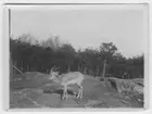 'Gasell i inhägnaden i Slottsskogen, sedd från sidan. Stående på berghällar, i bakrgunden staket och trädvegetation. Inkom datum: 1911-09-11. ::  :: Coll.an.2847, 2873, 3067, 3077, 4633. ::  :: Se även fotonr. 7036:7, samma motiv.'