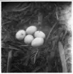 'Enligt anteckning på fotografiets baksida: :: ''Den här bilden tog jag efter att ha befriat äggen från gräset. Man ser att äggen redan blivit mörkare än de 2 äggen i den andra reden. :: Som syns av bilden, består reden av växter, rötter och blad.'' ::  :: Ingår i en serie med fotonr. 4512:1-57 med diverse foton av fågelbon med ägg och ungar. Varje fotografi har utförliga anteckningar på sin baksida, kopierade från framsidan, spår av de på framsidan är fortfarande synliga.'