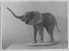 'Elefant, hane juvenil, sedd från sidan. ::  :: Elefantunge. ::  :: Coll.an.nr. 2923. ::  :: Monterad av David Sjölander 1948. ::  :: Montaget finns utställt  i däggdjurssalen i monterskåp nr. 51på Göteborgs Naturhistoriska Museum.'