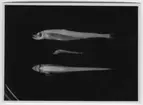 '3 st Benthalbella infans varav 1 liten. ::  :: Ur O. Nybelin: Fishes coll. by the ''Skagerrak'' Exp. etc. Plate III, fig. 4-6.'