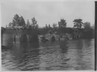 'Vy från vattnet in mot ö, trähägnad, staket, på ön. Tallvegetation. ::  :: Se även fotonr. 4840.'