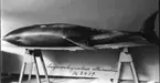 'Vitnosdelfin, hane, liggande på sidan med ryggen mot kameran, sedd från ryggsidan, längd 2,4 m. Inkommen till museét. Fynddatum: 1914-03-05. ::  :: Coll.an. 3369, 4676 ::  :: Ingår i serie med fotonr. 498-500.'