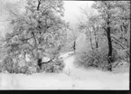 Vinterbild på skogsbacke med snöklädda furor. Vinterlandskap.