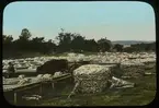 'Torknig av torsk och travad torkad fisk. Anteckning på glaset: ''Codfish drying.'' I bakgrunden hus. ::  :: Ingår i serie med fotonr. 5202:1-10 med färgdia från Nova Scotia. Se även hela fotonr. 5202-5218 med bilder från Frits Johansen.'