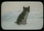 '1 st hundvalp i snön. Text på på glaset: ''Eskimo pup. Craig Harbour, Ellesmere.'' ::  :: Ingår i serie med fotonr. 5203:1-22. Se även hela fotonr. 5202-5218 med bilder från Frits Johansen.'