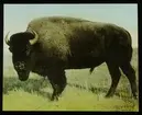 '1 bison i närbild, sedd från sidan. Text på på glaset: ''Buffalo park, Wainwright, alta. Bison.'' ::  :: Ingår i serie med fotonr. 5203:1-22. Se även hela fotonr. 5202-5218 med bilder från Frits Johansen.'