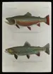 '2 st illustrationer av Salvelinus fontinalis, bäckrödning. Överst 1 hane från Magalowayfloden och under 1 hona från Oquossoe. ::  :: Text under översta bilden: ''Brook trout, speckled trout. Salvelinus fontinalis (Mitchell). Nearly ripe male, 6 3/4 ponds. From Parmacheenee Falls, Magalloway River, Me.'' Text under nedre bilden : ''Brook trout, speckled trout. Salvelinus fontinalis (Mitchell). A female, 16,5 inches long. From Rangeley Stream, Oquossoe, Me.'' ::  :: Text på glaset: '' hona och hane Broak ? (S. fontinalis) Natural resourses intelligence branch.'' ::  :: Ingår i serie med fotonr. 5204:1-19. Se även hela fotonr. 5202-5218 med bilder från Frits Johansen.'