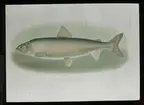 'Illustration av lax. Text under bilden: ''Menominee whitefish, Round whitefish'' .Text på glaset: ''Department of the interior.'' ::  :: Ingår i serie med fotonr. 5205:1-20. Se även hela fotonr. 5202-5218 med bilder från Frits Johansen.'