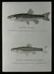 'Illustration av 2 st karpfiskar. Text under bilden: ''River Chub, Hybopsis kentuckienses överst och Blunt nosed Minnow, Pimephales notatus nederst.'' Text på glaset: ''Natural resources intelligence branch.'' ::  :: Ingår i serie med fotonr. 5205:1-20. Se även hela fotonr. 5202-5218 med bilder från Frits Johansen.'