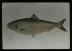 'Illustration av 1 st vit staksill. Text under bilden: ''The Shad. Clupea sapidissima.'' Text på glaset: ''The Shad (Alosa) och ''Department of the interior.'' ::  :: Ingår i serie med fotonr. 5205:1-20. Se även hela fotonr. 5202-5218 med bilder från Frits Johansen.'