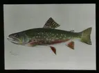 'Illustration av 1 st bäckrödning. Text under bilden: ''The male brook trout.  Text på glaset: ''The male'' och ''Department of the interior.'' ::  ::  :: Ingår i serie med fotonr. 5205:1-20. Se även hela fotonr. 5202-5218 med bilder från Frits Johansen.'