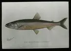'1 st illustration av norsfisk. Text under bilden: ''The smelt. Osmerus mordax.'' Text på glaset: ''Department of the interior.'' Text under bilden: ''The Smelt (Osmerus mordax) ::  :: Ingår i serie med fotonr. 5205:1-20. Se även hela fotonr. 5202-5218 med bilder från Frits Johansen.'