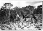 'Diverse fotografier från bl.a. dåvarande Nordrhodesia, nu Zambia, tagna av Konsul Magnus Leijer. ::  :: 3 hästar, bakom den främre, fotograferad från sidan står 1 st  man, bakom de andra 2 står 1 st kvinna och arbetar med den enes svans.'