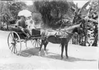 'Diverse fotografier från bl.a. dåvarande Nordrhodesia, nu Zambia, tagna av Konsul Magnus Leijer. ::  :: En kvinna med bebis i famn och en man sittandes i en vagn bakom en häst m skygglappar. I bakgrunden palmer och träd.'