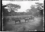 'Diverse fotografier från bl.a. dåvarande Nordrhodesia, nu Zambia, tagna av Konsul Magnus Leijer. ::  :: 1 man sittandes i en vagn, dragen av 2 hästar, på ett grästfält. I bakgrunden är en grusväg och träd synliga.'