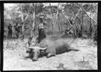 'Diverse fotografier från bl.a. dåvarande Nordrhodesia, nu Zambia, tagna av Konsul Magnus Leijer. ::  :: 1 st kvinna stående framför en fälld vattenbuffel (?), i bakgrunden bland träd står och sitter ett flertal  män.'