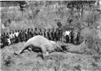 'Diverse fotografier från bl.a. dåvarande Nordrhodesia, nu Zambia, tagna av Konsul Magnus Leijer. ::  :: 22 män och pojkar på rad bakom en fälld elefant, 2 stycken med gevär, en med häst.'