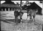 'Diverse fotografier från bl.a. dåvarande Nordrhodesia, nu Zambia, tagna av Konsul Magnus Leijer. ::  :: 2 zebror bundna vid en trädstam. I bakgrunden är enklare runda byggnader och ett tält synliga.'