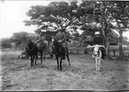 'Diverse fotografier från bl.a. dåvarande Nordrhodesia, nu Zambia, tagna av Konsul Magnus Leijer. ::  :: 2 män sittandes på varsin häst, kvinna sittandes på mindre häst (åsna?). Framför staket och träd.'