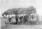 'Diverse fotografier från bl.a. dåvarande Nordrhodesia, nu Zambia, tagna av Konsul Magnus Leijer. ::  :: En grupp med män ståendes under en enklare byggnad utan väggar under gren/löv-tak. Placerad på ett öppet fält.'