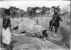 'Diverse fotografier från bl.a. dåvarande Nordrhodesia, nu Zambia, tagna av Konsul Magnus Leijer. ::  :: En fälld elefant ligandes på sidan, kring den står 1 st pojke, 1 st man till häst och i förgrunden ytterligare 1 st man.'