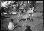 'Diverse fotografier från bl.a. dåvarande Nordrhodesia, nu Zambia, tagna av Konsul Magnus Leijer. ::  :: 1 st zebra hålls av 1 st man, stående på en gräsmatta framför ett par tegelbyggnader. I förgrunden sitter 1 st pojke i gräset.'